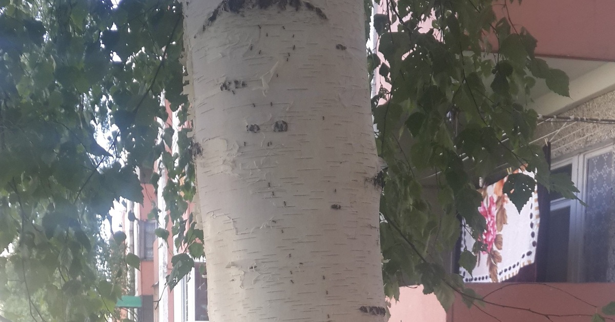 Грустная берёза | Пикабу