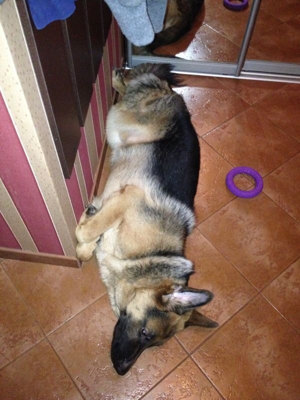 I feel so comfortable...) time goes by, habits don't change... - My, German Shepherd, Puppies, Habits, Longpost