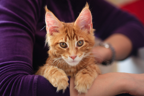 Cat lovers. - My, cat, Maine Coon, Longpost