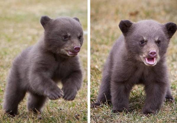 When I realized that summer was already over - Summer, Ended up, The Bears