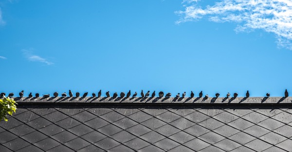 Just - My, Photo, The photo, Nikon, Just, Minimalism, Birds, Architecture, Russia, Longpost