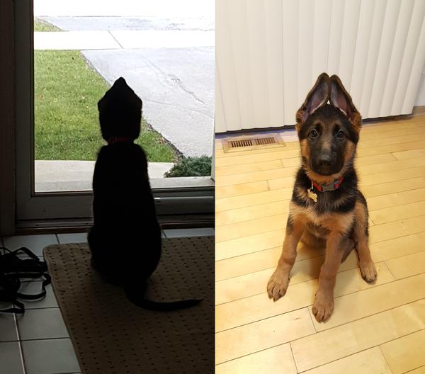 This is what it means to keep your ears open - Sheepdog, Ears, , Watchman, German Shepherd