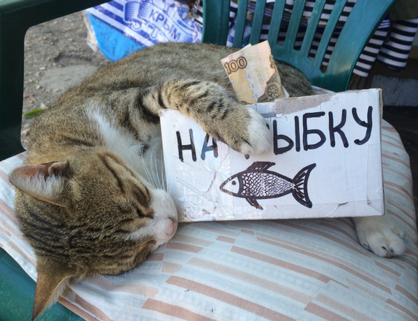 Fishing was a success! - Cat Milota, Positive, cat