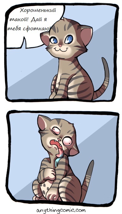 When I try to take a photo of my cat for Pikabu - , Losers, Photo, Comics, Anythingcomic, cat