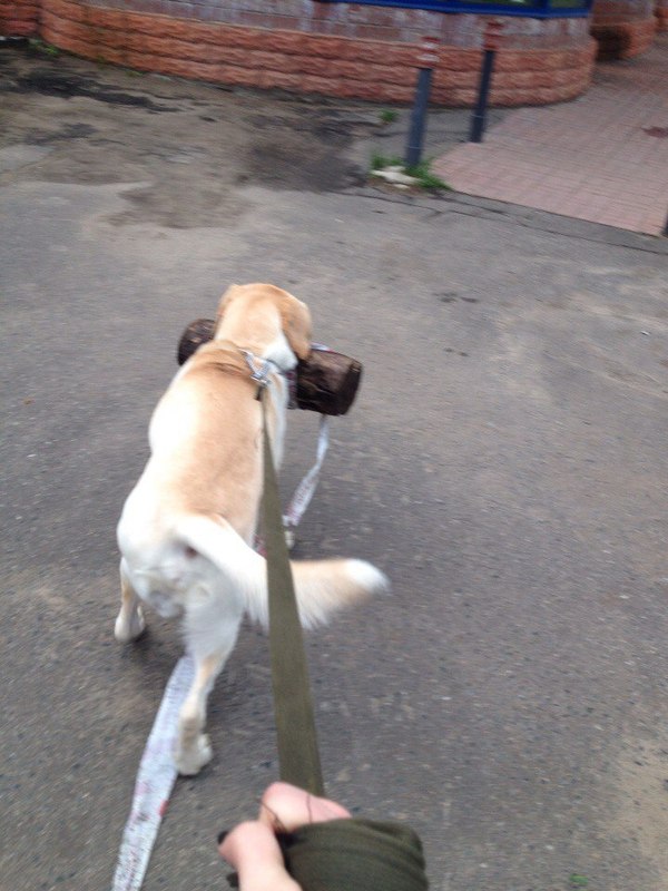 When your dog is dumb and the log is very heavy - Not mine, Dog, Walk, Log, Longpost