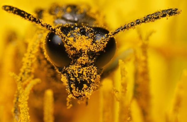 Does this wasp remind you of anyone? - Wasp, Pollen, Face with a scar, Cocaine, Scarface (film)