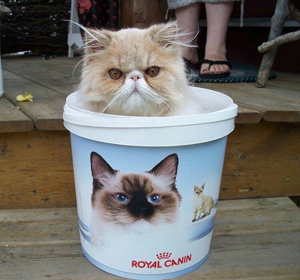 I have only one question: how much will ROYAL CANIN pay me for this humiliating photo?... - cat, Kotevkorobke, Royal Kanin, 