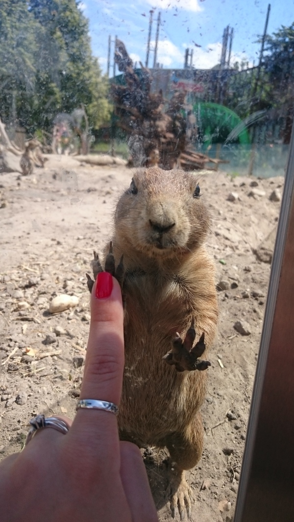 So this gopher said goodbye to us when we left) - Gopher, My, Photo, Europe, Budapest, Zoo