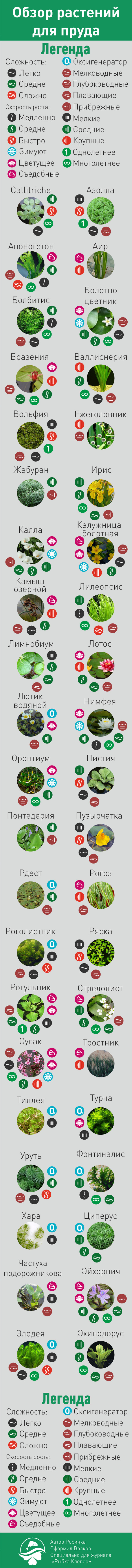 Overview of plants for ponds. Infographics of the magazine Rybka Clover - My, Pond, Plants, Garden, Aquarium, Infographics, Animals, Longpost