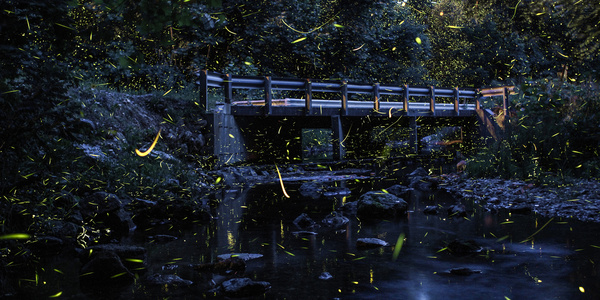 fireflies - Photo, Interesting, Nature