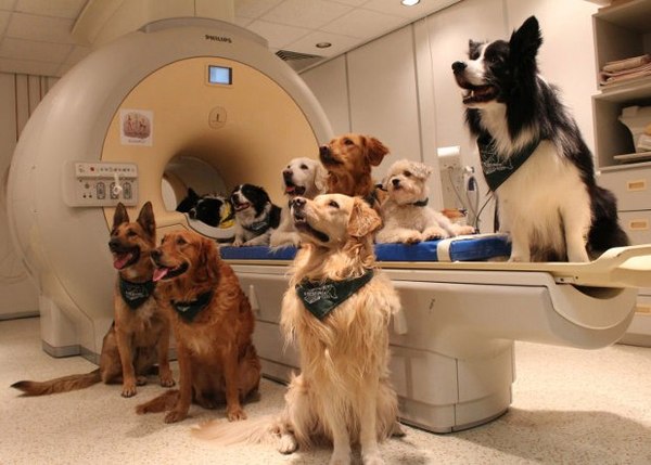 Собаки оказались способны различать смысл и интонацию слов