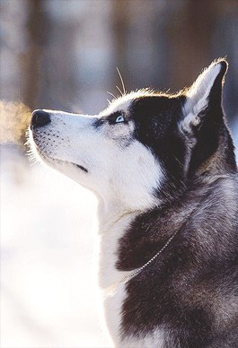 I think we all love huskies :) - Dog breeds, Husky, Beautiful, Longpost