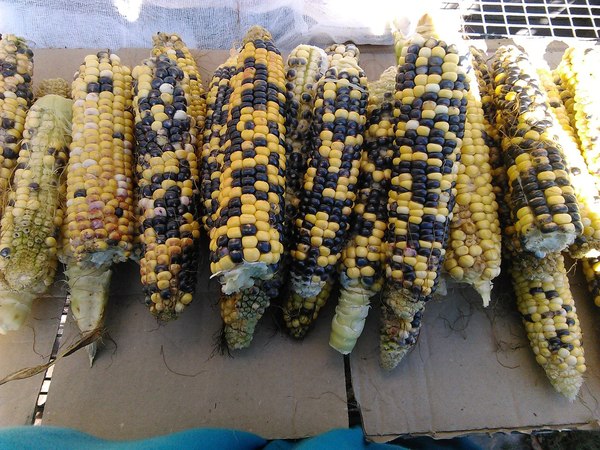 Even corn is sometimes brighter than your life... - My, Corn, , 