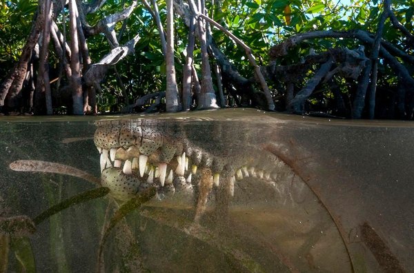 Under the water - Jungle, Alligator