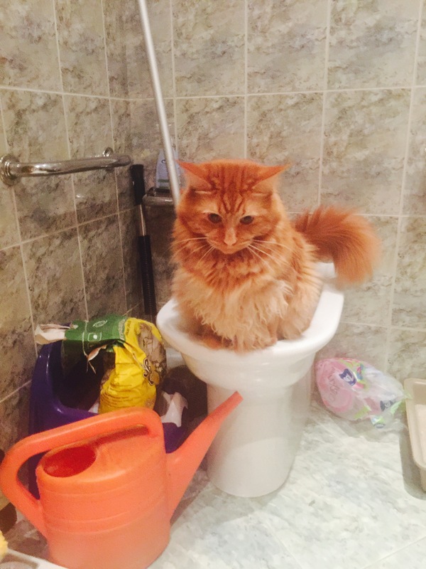 To the post about cats and the toilet - My, cat, Maine Coon, Tray, Bidet