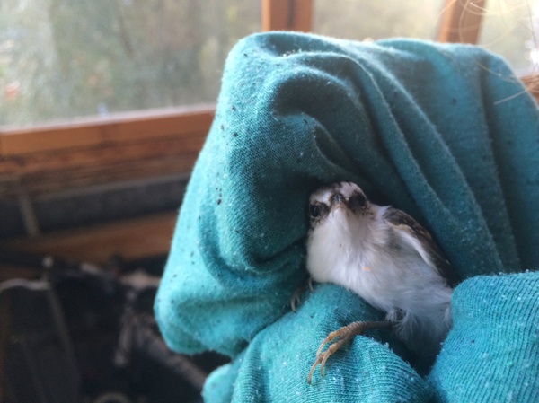 Who are you, stray? - My, What kind of bird?, Balcony, , Longpost