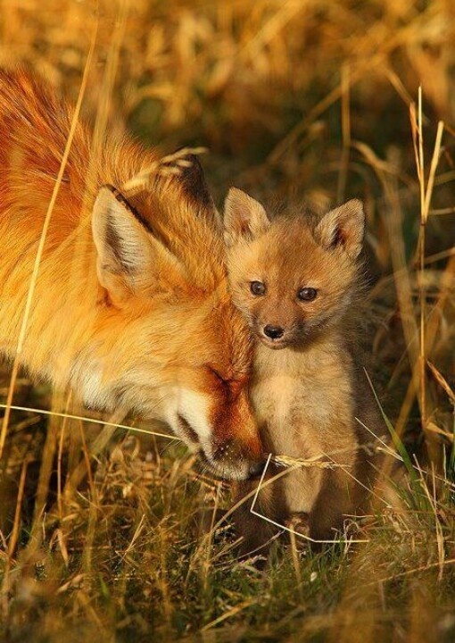 Fox cub with mom. - Fox, Animals, Fox cubs, The photo