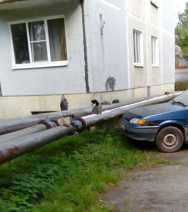 Коты как бы намекают