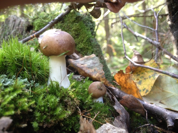 Просто удачное фото 2 маленьких грибов.