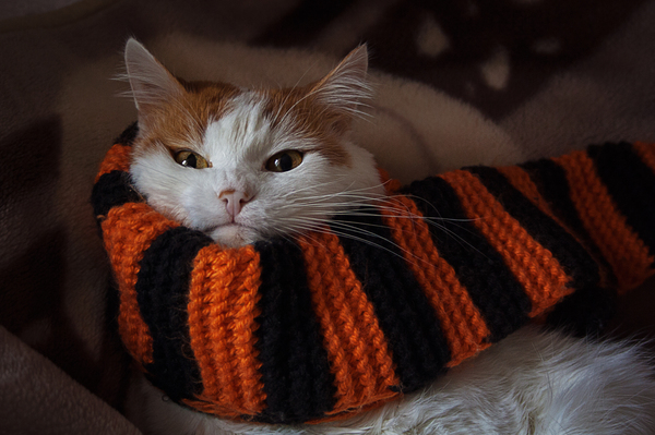 It's time to warm up - My, My, cat, Scarf, Photo, Film and Photo Contest, Canon 1000d