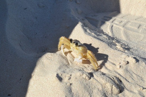 Crab - My, Crab, Beach