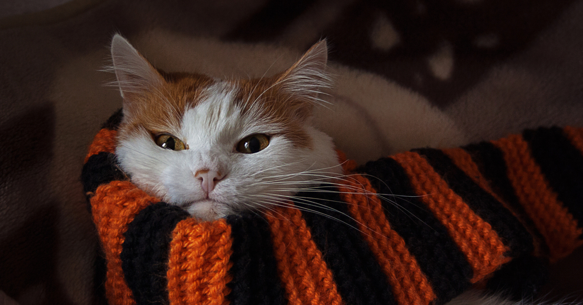 Теплые кошки. Котик в шарфике. Кот в шарфе. Коты в шарфах. Рыжий кот в шарфе.