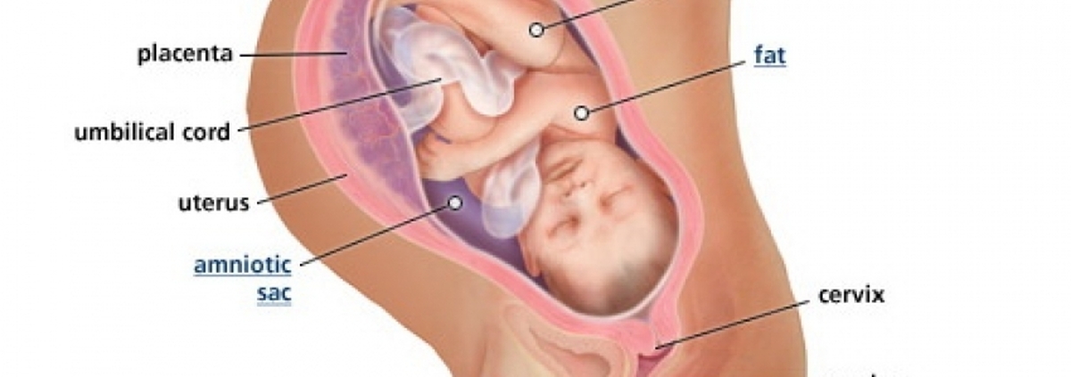 Беременность 40 недель 1 роды. 40 Неделя 2022 года. 33 Неделя беременности рези в шейке матки.