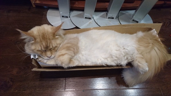 ��� ��� �� ����������: ���,  �������,  ������� �������