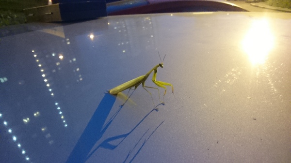 I just met such a character in Moscow. - My, Insects, Unusual, Mantis, Suddenly