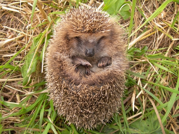 Sleeping ball. - Hedgehog, Happiness, Nature