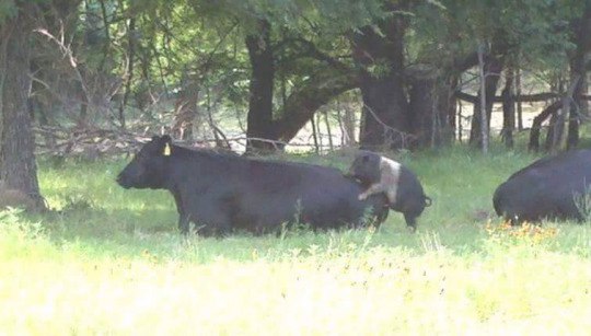 Подкат к телке