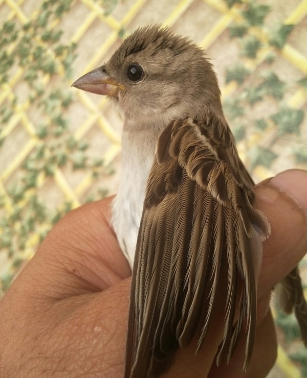 feathered guest) - My, Sparrow, Birds, Uninvited guests