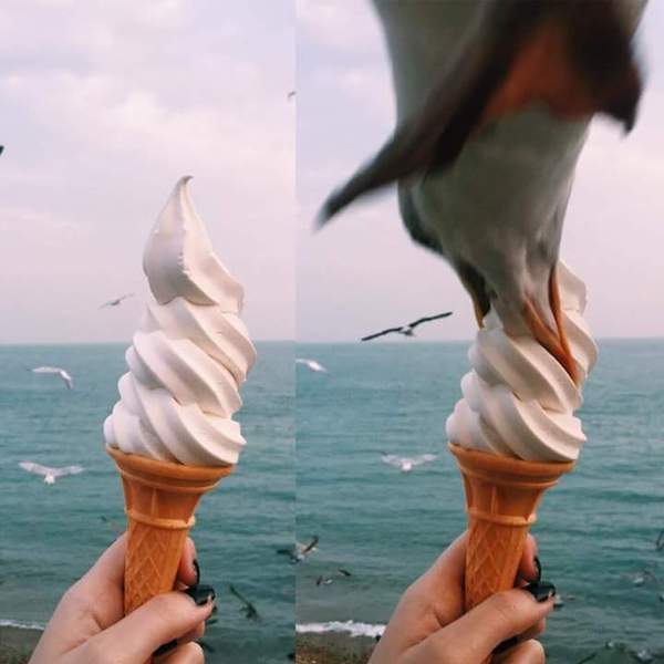 When you were going to take a cool photo, but something went wrong - Birds, Sea, Photo, Seagulls, Ice cream