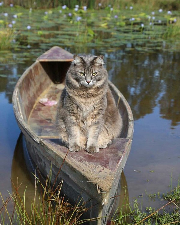 This cat looks like Charon, the carrier of the souls of the dead across the River Styx. It's time to prepare your Navlon. - cat, A boat, Charon, Kotevkorobke, Text