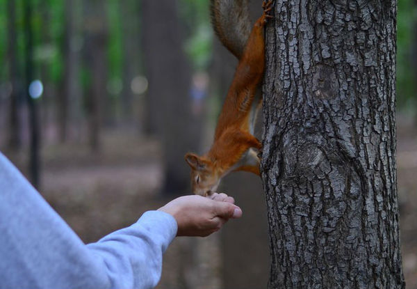 The squirrel rescued by Rostov veterinarians will live near the temple - Squirrel, Vet, Things are good