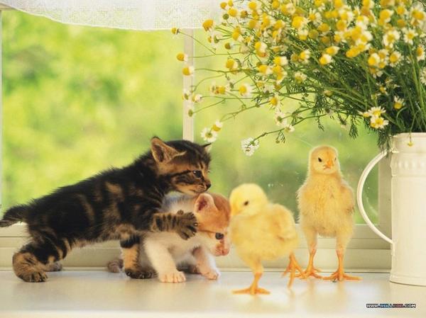 Gang - cat, Nature, Nyasha, Humor, Chickens