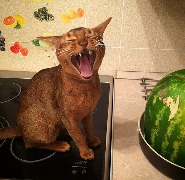 When a cat burns ... literally - Burnt, Burns, Watermelon, Kotevkorobke, cat