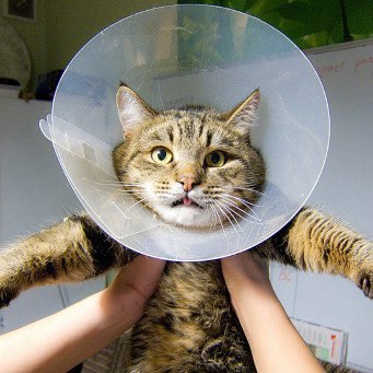 Elizabethan collar, that's what the damn thing is called... - cat, Kotevkorobke, Veterinary collar