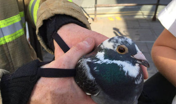 UK citizens outraged by pigeon rescue - news, Longpost, Interesting, Animals, Pigeon, The rescue, Great Britain