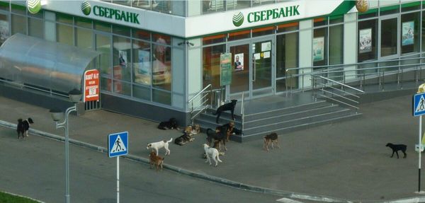 There are some promotions for dogs in Sberbank.))) - Sberbank, , Dog