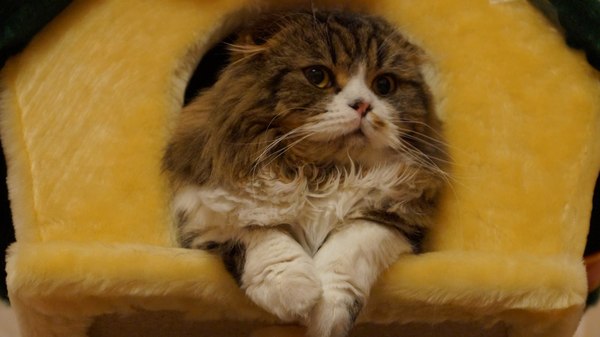 Подхватите из Краснодара в Оренбург, место оплачу :)