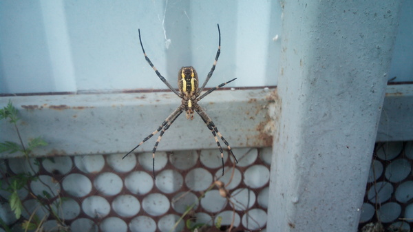 Here is such an arachnid, settled in the courtyard of the site ... Is it dangerous? - My, Spider, What's this?, Arachnida