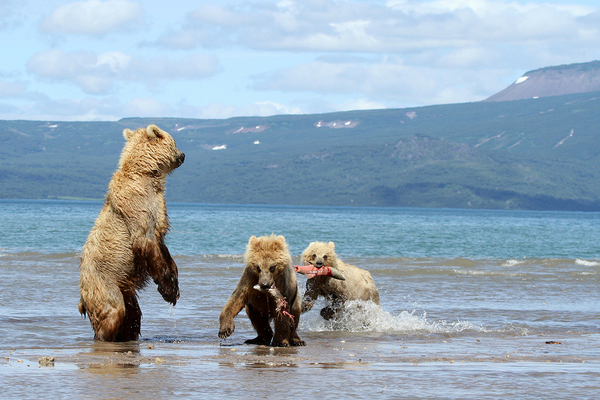 Mom Tesla with Sonya and Samson - Kamchatka, Bear, Mikhail Korostelev, The Bears