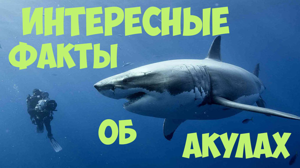 Another video about toothy)) - My, Shark, Underwater world, , Ocean, Sea, Marine life, Facts, Whale shark
