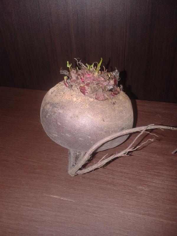 When you still do not understand that it's too late to grow up .. - A life, From the phone, Beet, Leaves, My, Photo