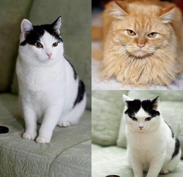 Disgruntled cats - My, cat, Cats will take over the world, , Photo