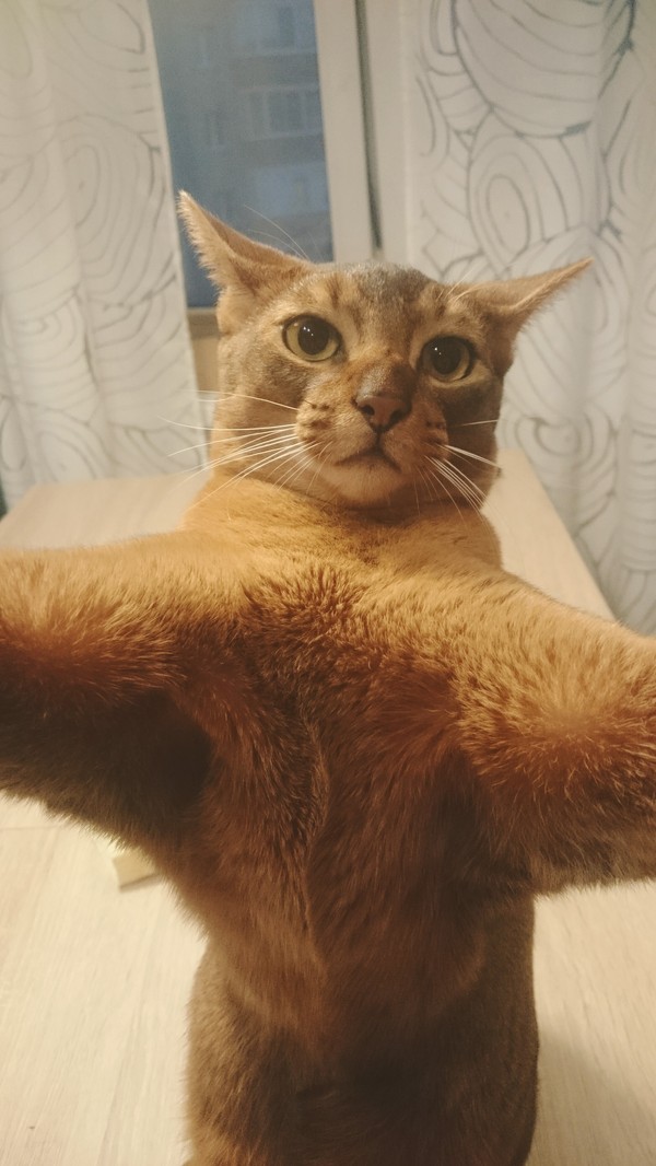 When you're gorgeous and your hosts don't take pictures of you - My, cat, Abyssinian cat, Selfie, Biceps, With your own hands