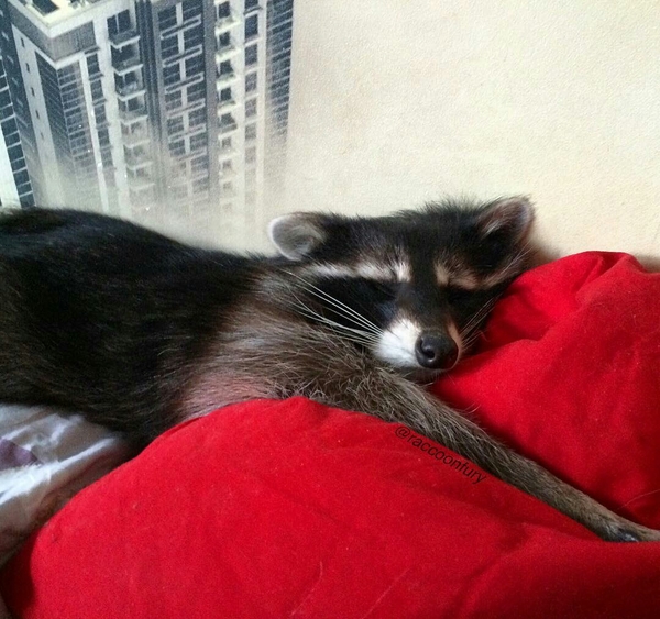 Сон перед началом рабочей недели