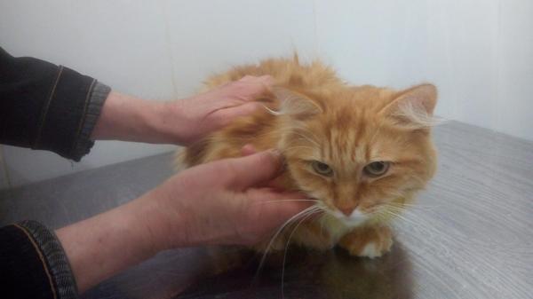 cat after shelter - My, cat, Shelter, Transformation, Kindness