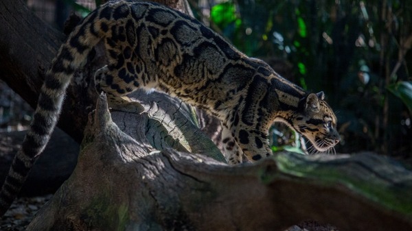 A little beauty in the feed... - cat, Smoky cat, Clouded leopard, beauty, Beautiful, Aesthetics, Cat family, Predatory animals, Wild animals, The photo